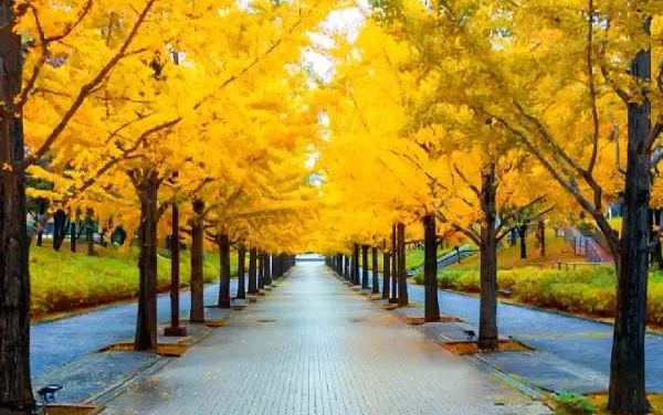 Yellow Spring Road Japan: A Mysterious Journey Through Nature