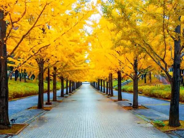 Yellow Spring Road Japan: A Mysterious Journey Through Nature