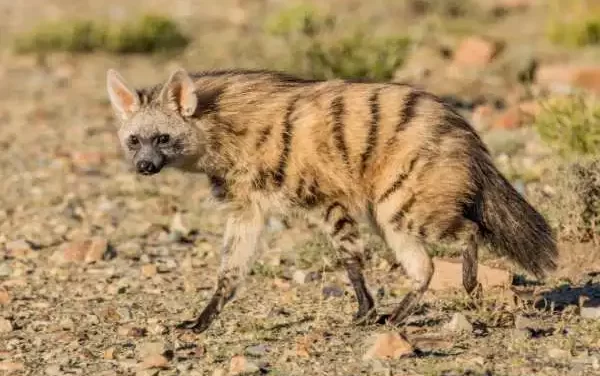 Aardwolf Animal: Diet, Danger Myths, Teeth, Size, and Why This Strange Hyena Relative Is So Misunderstood