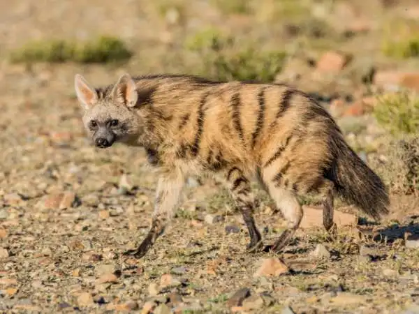 Aardwolf Animal: Diet, Danger Myths, Teeth, Size, and Why This Strange Hyena Relative Is So Misunderstood