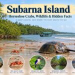 Subarna Island: Horseshoe Crabs, Wildlife & Hidden Facts